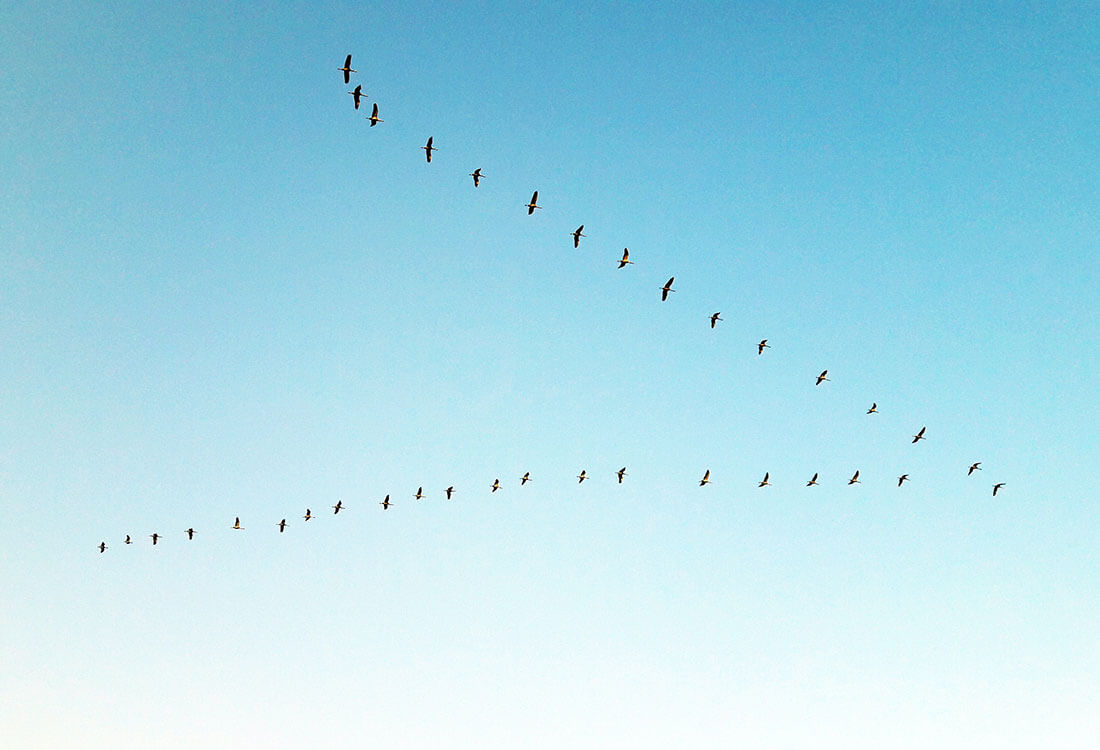 Photo of birds in a flying V formation